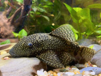 Free Bristle nose pleco