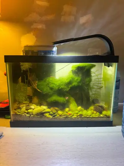 2.5 Gallon Fish Tank, View more