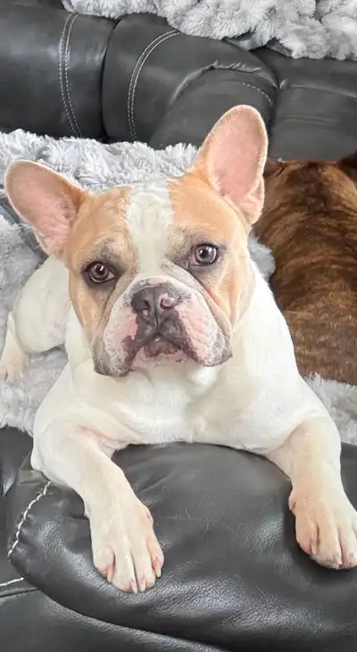 French Bulldog Male - 1 year, house trained, View more