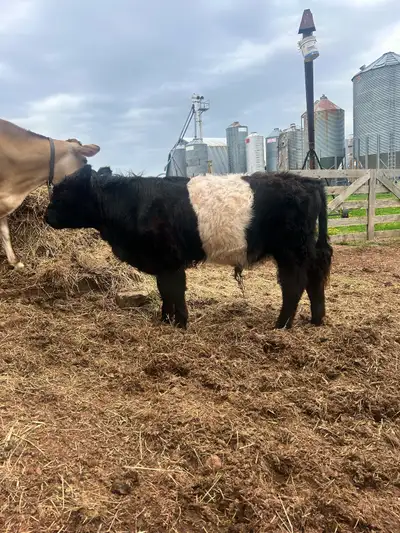 Belted Galloway yearling bull, View more