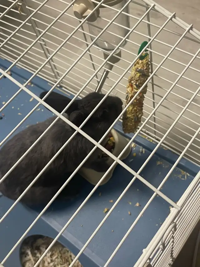 Male Grey rabbit ( blue Netherland dwarf) in Small Animals for Rehoming in Mississauga / Peel Region - Image 6