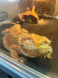 2 YO Female Bearded Dragon with everything you’ll need!