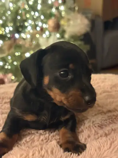 Pure Bred Mini Dachshunds, READY MAR 3, View more