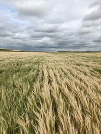 Looking for land to rent RM of Kindersley