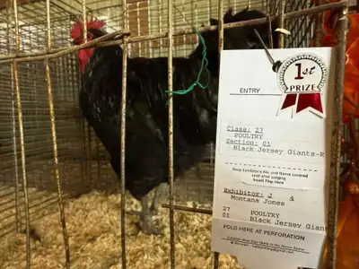 Jersey Giant Hatching Eggs, View more