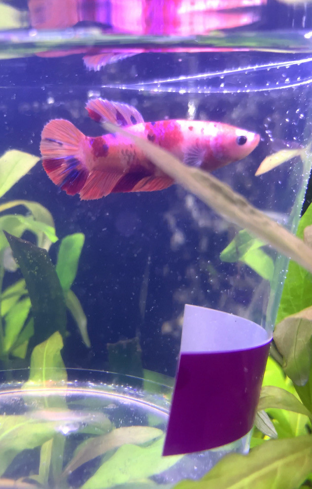 Koi Betta •••$20••• in Fish for Rehoming in Leamington - Image 3