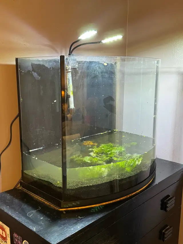 26gallon  in Fish for Rehoming in Moncton - Image 2
