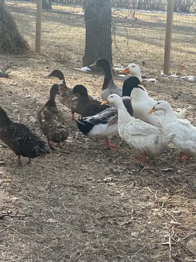 Duck Hatching Eggs , View more