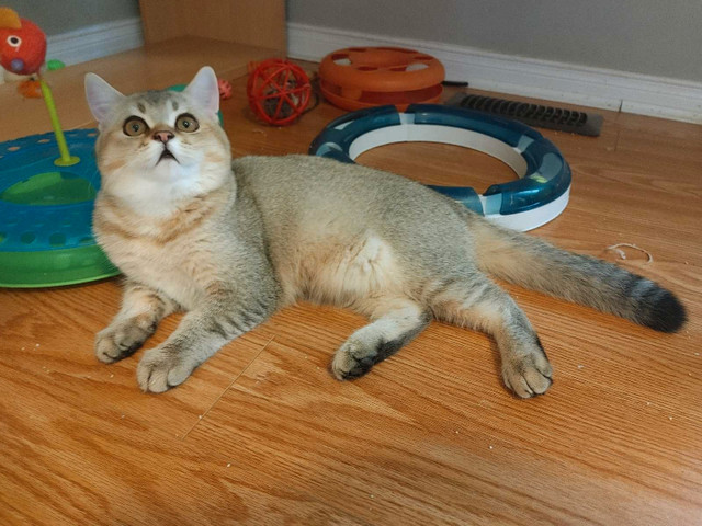 Top quality Scottish British male kitten shorthair in Cats & Kittens for Rehoming in City of Toronto - Image 2