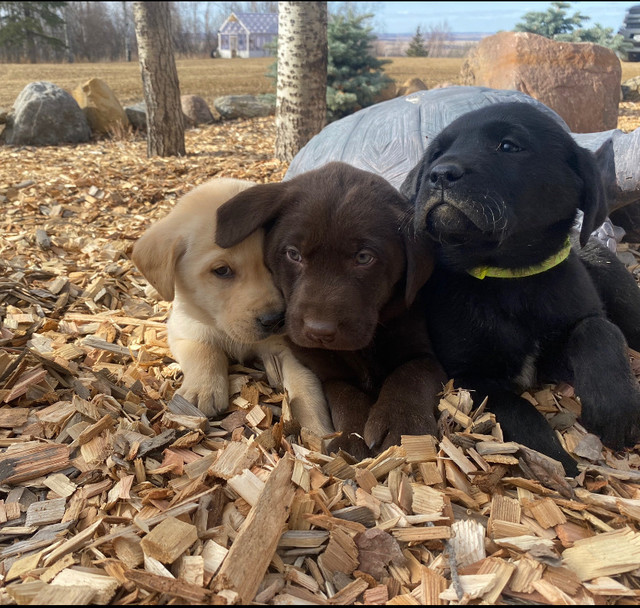 Purebred CKC Labrador Retrievers in Dogs & Puppies for Rehoming in Terrace - Image 3