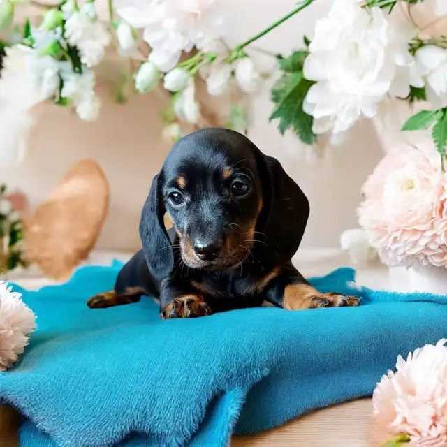 Mini Dachshund Puppies – Ready to go now in Dogs & Puppies for Rehoming in Cornwall - Image 5