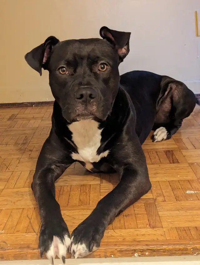 Cutie Patootie Dog to a wonderful home. | Dogs & Puppies for Rehoming ...