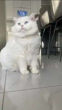 3yo Male Persian Cat