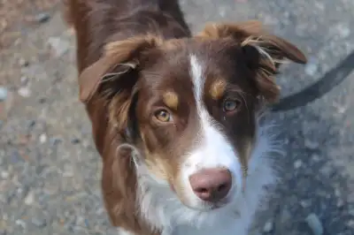 Meet Palmer - Palmer is a 5 month old purebred Australian Shepherd! He is curious, sweet, and loves...