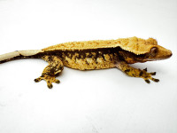 RTB Female Crested Gecko Great Lineage