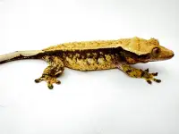 RTB Female Crested Gecko Great Lineage