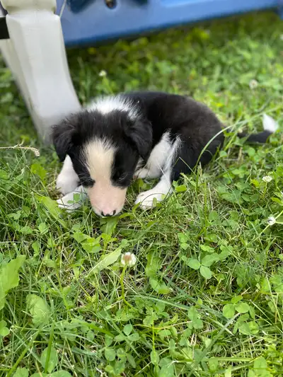 Registered Border Collie pups, View more