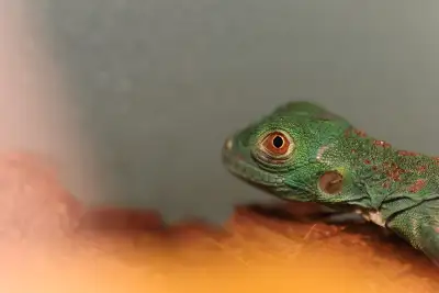 Green Iguana , View more