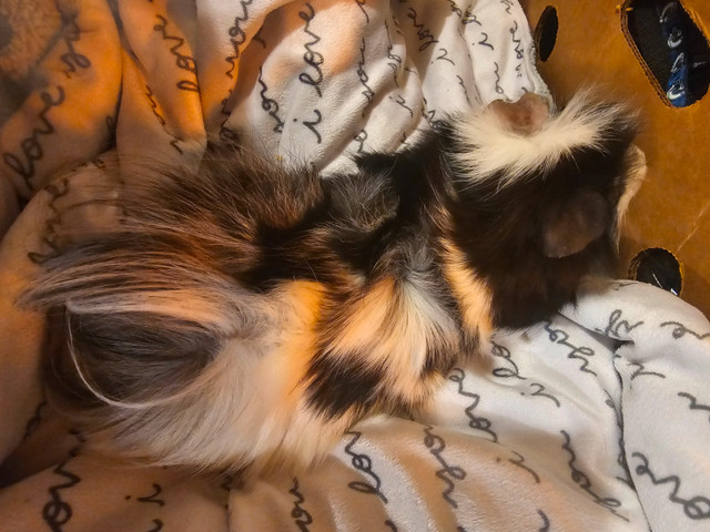 Male guinea pig in Small Animals for Rehoming in Mission - Image 2