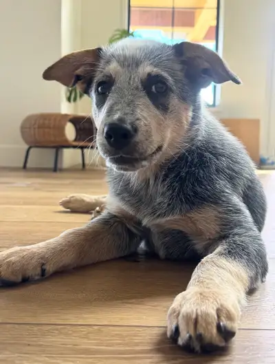 Blue Heeler Puppy, View more
