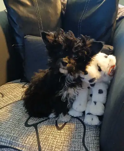 Beautiful Pomapoo puppy, View more