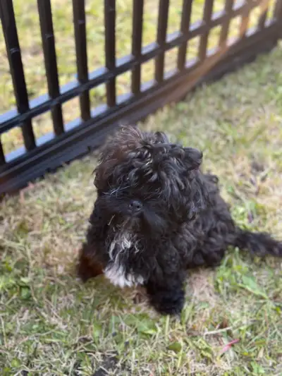 3months old Shih Tzu, View more