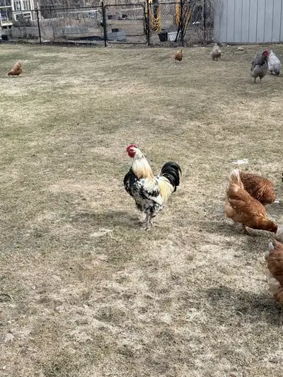 Cochin rooster, born summer 2025 free, View more
