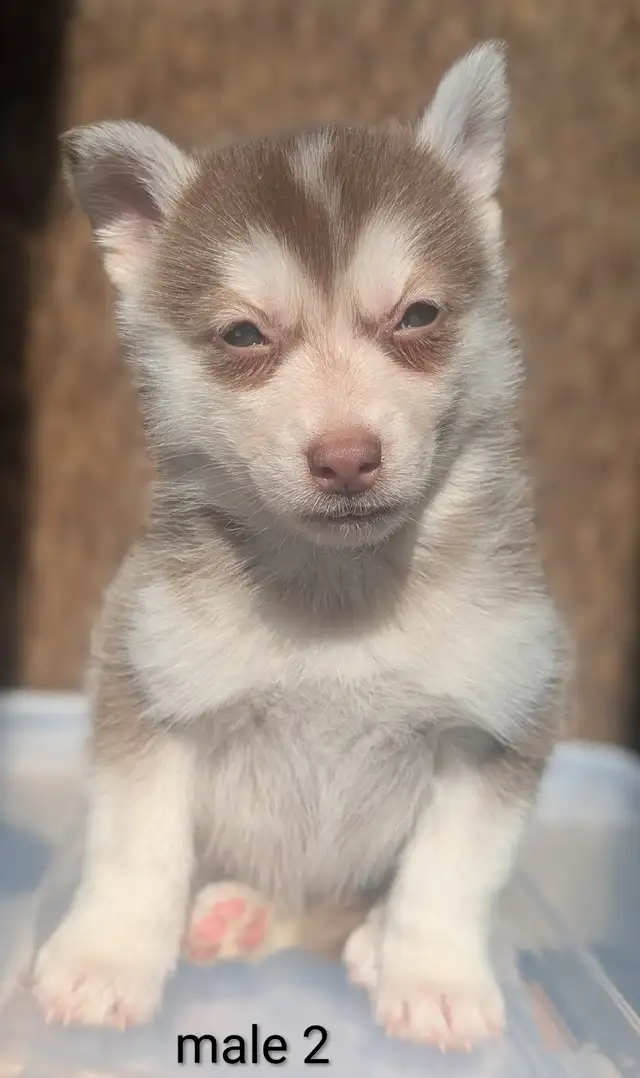 Pomsky puppies in Dogs & Puppies for Rehoming in Barrie - Image 7