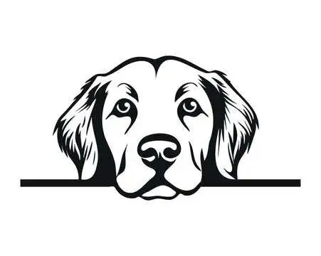 Dog walking/dog training