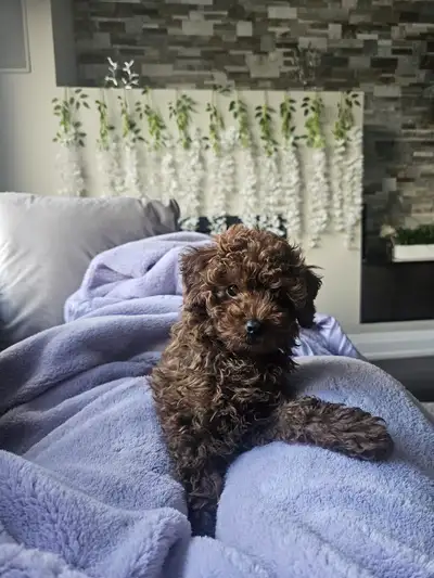 Toy Poodle - 18 months old - Male, View more