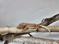 Lilly White Crested Geckos