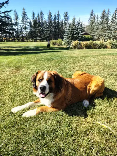 St. Bernese - 2 yr old & neutered, View more