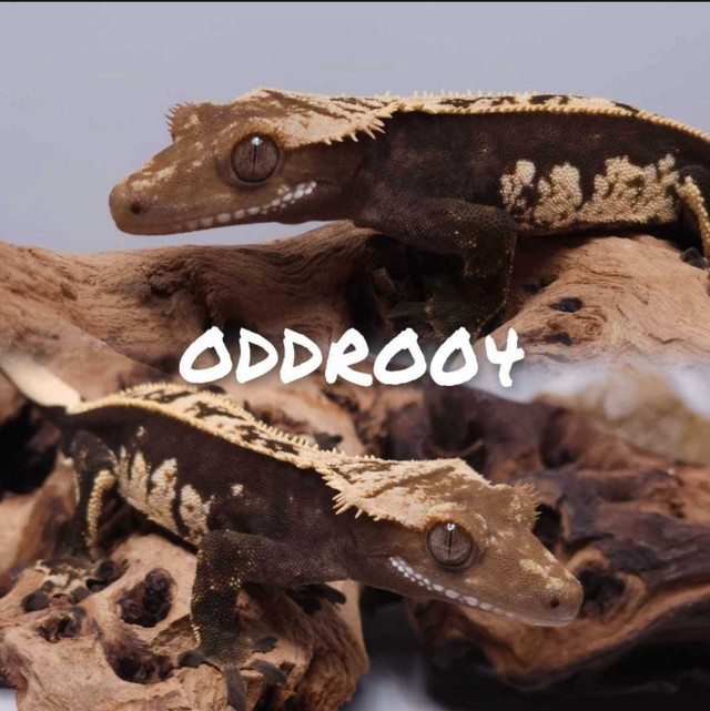 Softscale Crested Gecko Juveniles in Reptiles & Amphibians for Rehoming in Belleville - Image 4