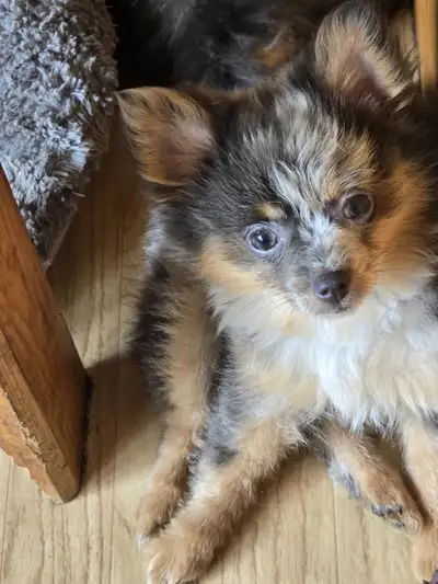 POMERANIAN BOY ..drop on price..850, View more