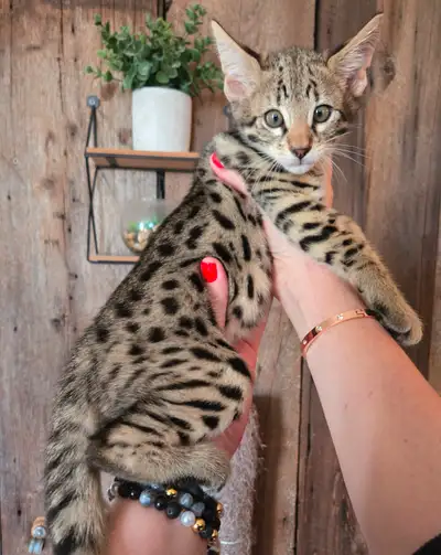 Chatons Savannah F2 enregistrésTICA/ registered Savannah kittens, View more