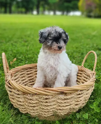 This sweet loveable puppy is hypoallergenic and has such a great personality. He loves people, is so...