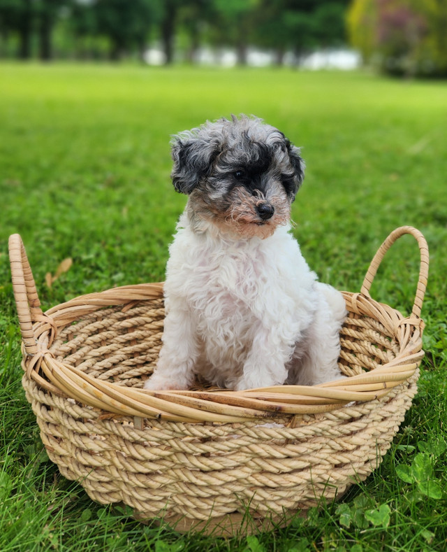 Bichonpoo Puppy in Dogs & Puppies for Rehoming in Kitchener / Waterloo