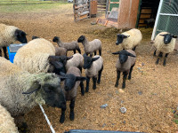Suffix lambs