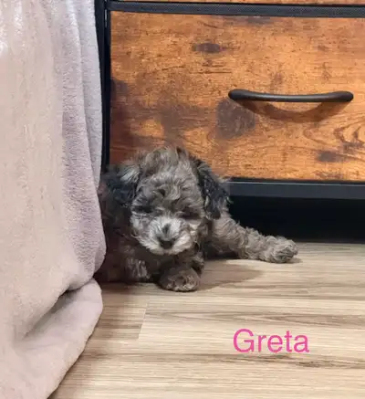 Hypoallergenic Non Shedding Merle Toy/Mini Poodles- Only 2 Left, View more