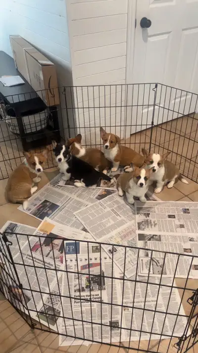 Corgi puppies, View more