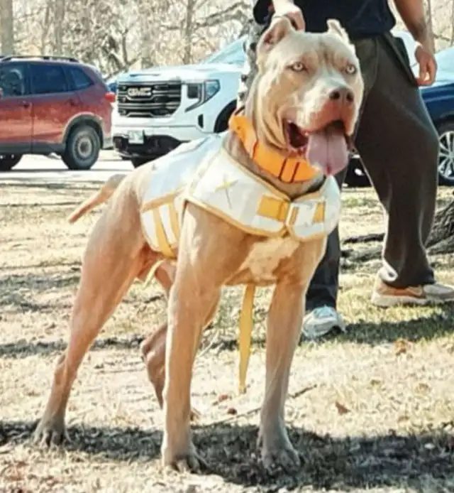 XL Bulldogs ABKC in Dogs & Puppies for Rehoming in City of Toronto - Image 8