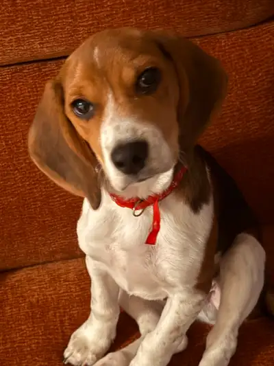 Beagle Puppy for sale (5 months old), View more