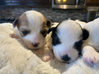 YORKIE/MORKIE PUPPIES FOR SALE STARTING FROM $1100