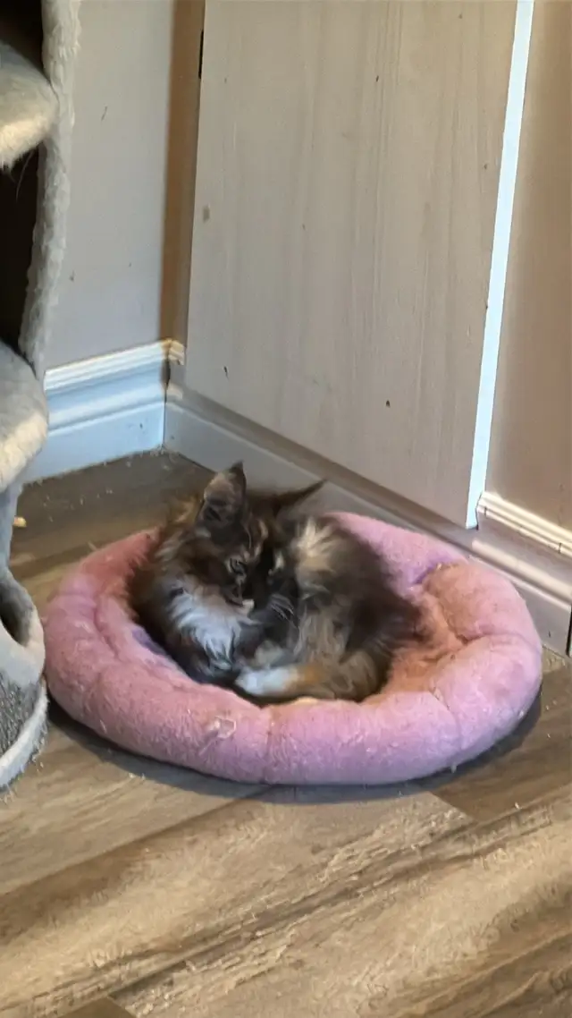 Beautiful Maine Coons in Cats & Kittens for Rehoming in Moncton - Image 6