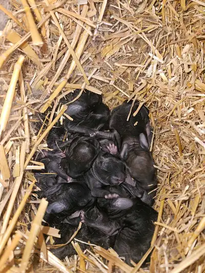 New Zealand x Flemish Babies, View more