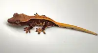 66% Het Axanthic Crested Gecko