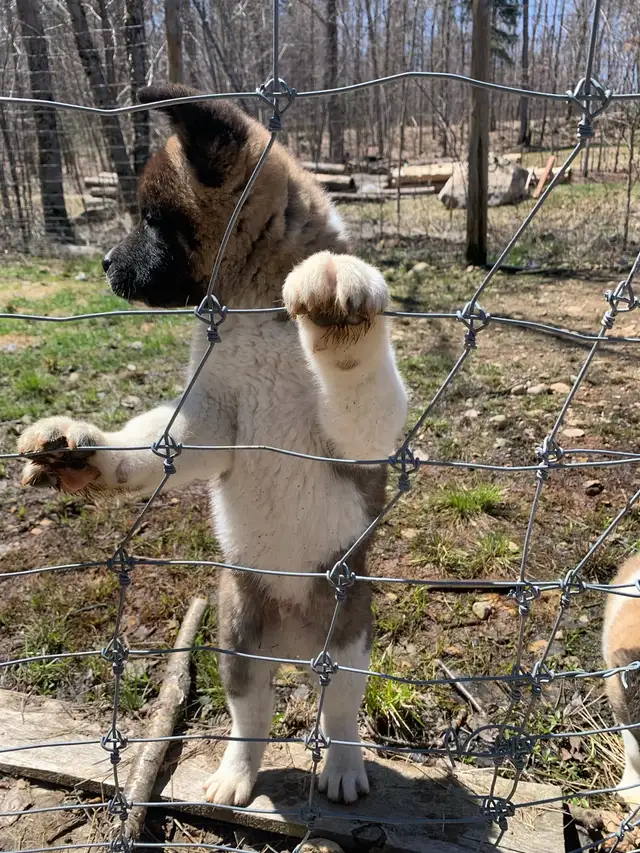 AKITA chiots in Dogs & Puppies for Rehoming in Gatineau - Image 8