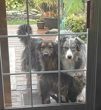 2 bonded dogs need a farm, View more