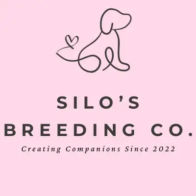 Toy Poodle, View more