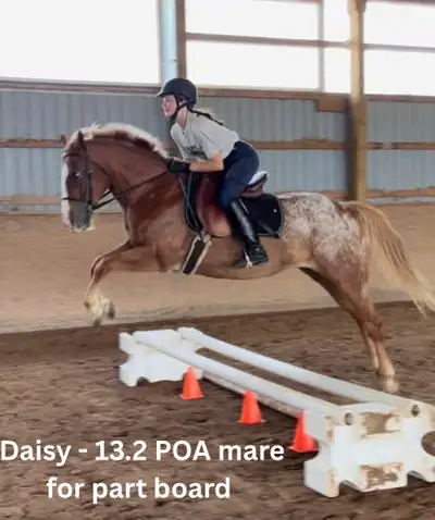 13.2 hand POA mare for part board! , View more